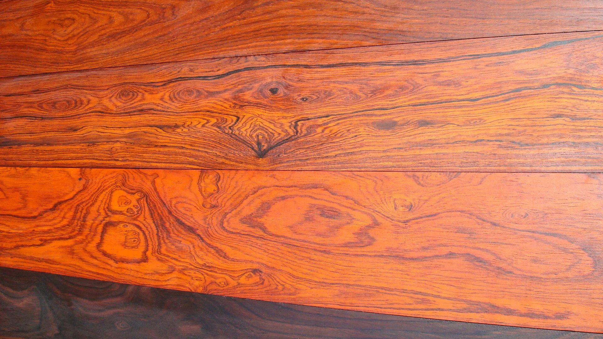 Ценное тропическое дерево. Древесина cocobolo. восстановленная древесина. восстановленное дерево.