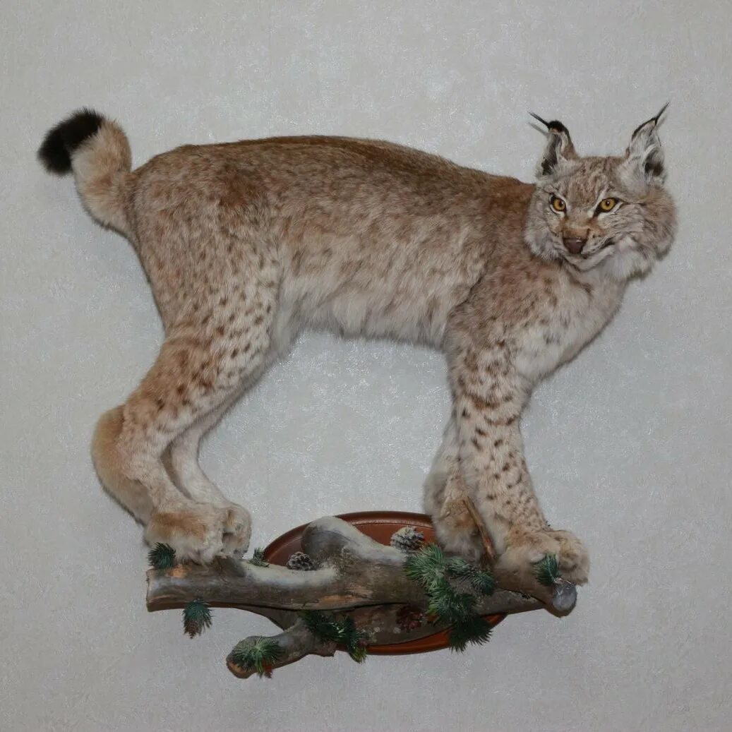 Рысь размеры. Рысь кедровая падь. Рысь фото. Продолжительность жизни животных рысь. Внешний вид рыся.