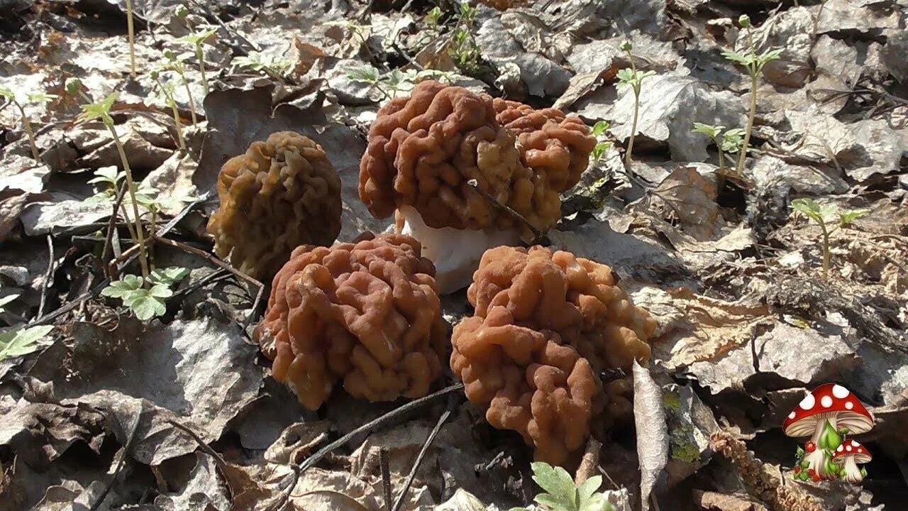 Сморчки. Сморчки грибы. Строчки и сморчки грибы. Сморчок полевой.