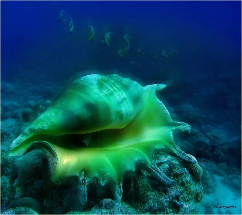 Ракушки морские. Ракушки в воде. Морская раковина. Ракушки под водой. Морские глубины.