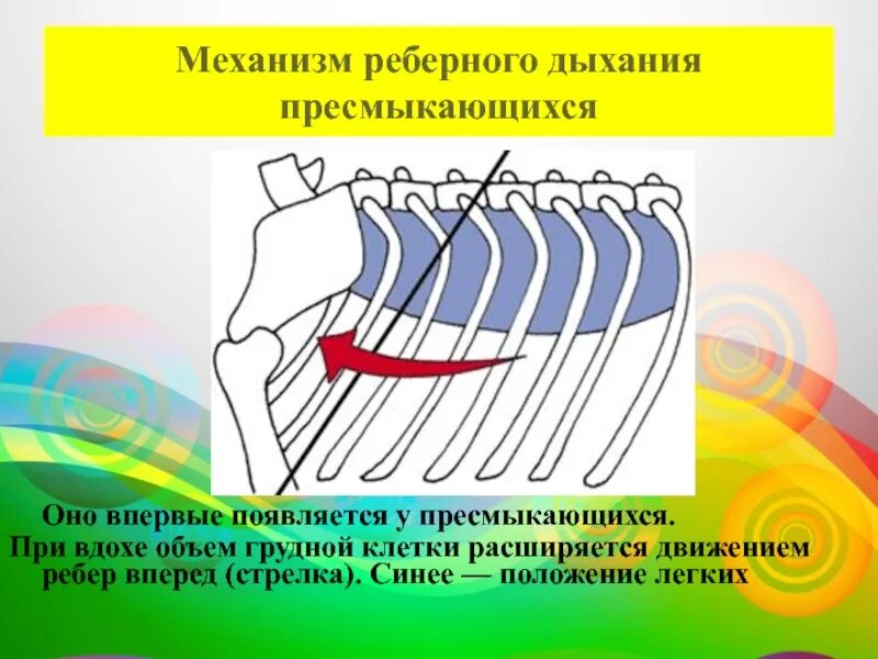 Реберное дыхание у пресмыкающихся. Реберный механизм дыхания у пресмыкающихся. Механизм дыхательных движений у пресмыкающихся. Механизм дыхательных движений у рептилий. Реберная братск