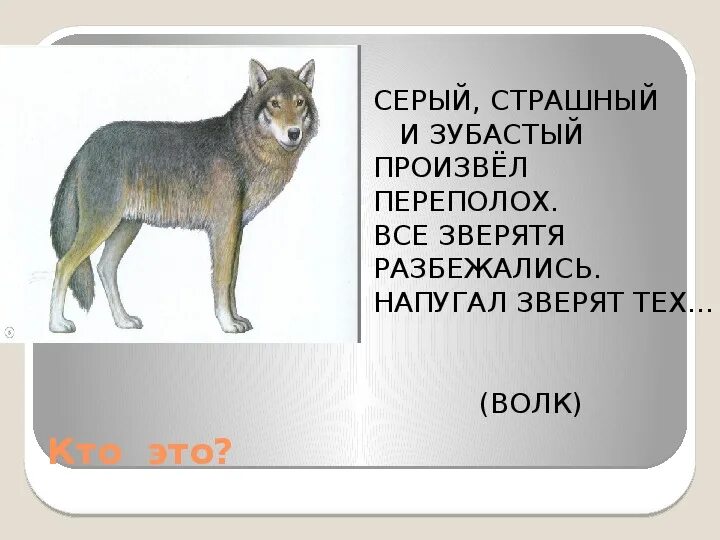 Агрессивный волк. Пришел волк весь народ умолк ответ на загадку 4 класс. Волк в шоке. Загадка про животных на кубани. Пришел волк весь народ умолк.