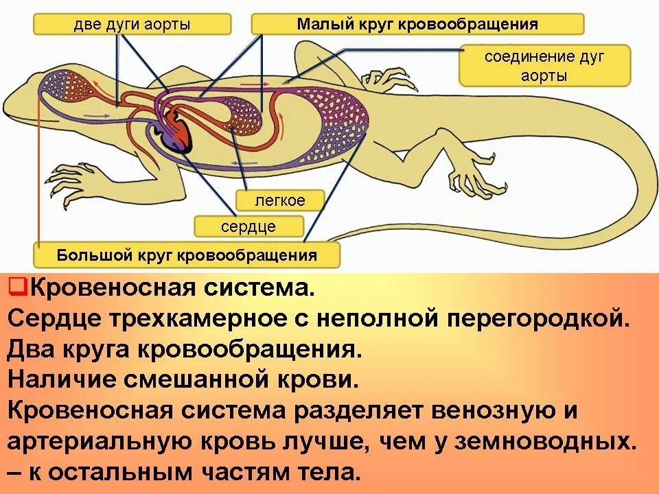 Внутреннее строение пресмыкающихся кровеносная система. Кровеносная система система рептилий. Отряд хвостатые кровеносная система. Строение кровеносной системы и сердца рептилии. У каких животных тело снабжается артериальной кровью