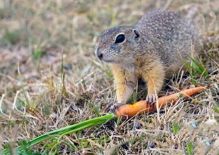 Суслик питание. Европейский суслик. Европейский суслик (Spermophilus citellus). Крапчатый суслик. Крапчатый суслик в Ростовской области.