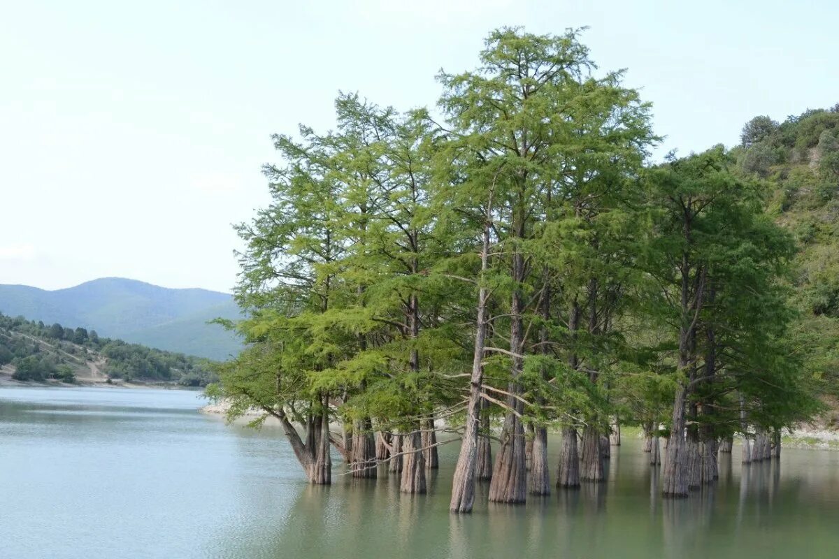Где деревья в воде