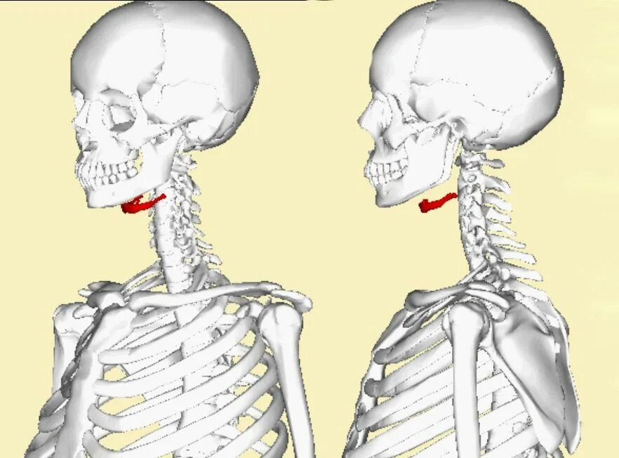 Перелом подъязычной кости рентген. Подъязычная кость перелом. Подъязычная кость топография. Перелом под язычной Аости.