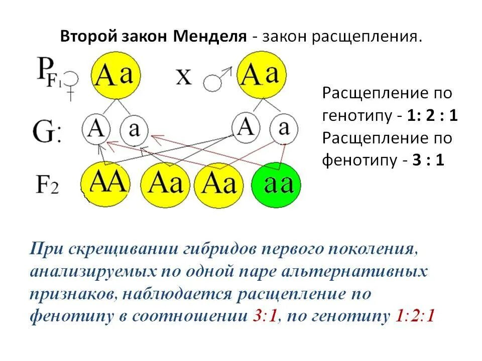 Какой генотип при анализирующем скрещивании. Генетическая схема закона расщепления менделя. второй закон менделя закон расщепления. 3 закон менделя расщепление по генотипу. схема скрещивания второго закона менделя.