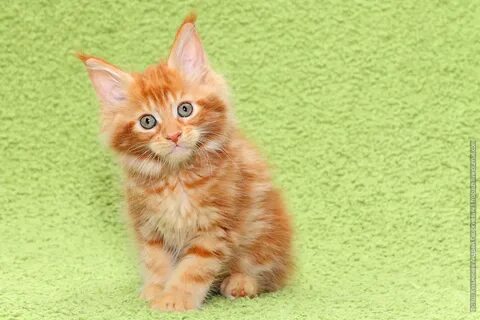 Как выглядит котенок мейн