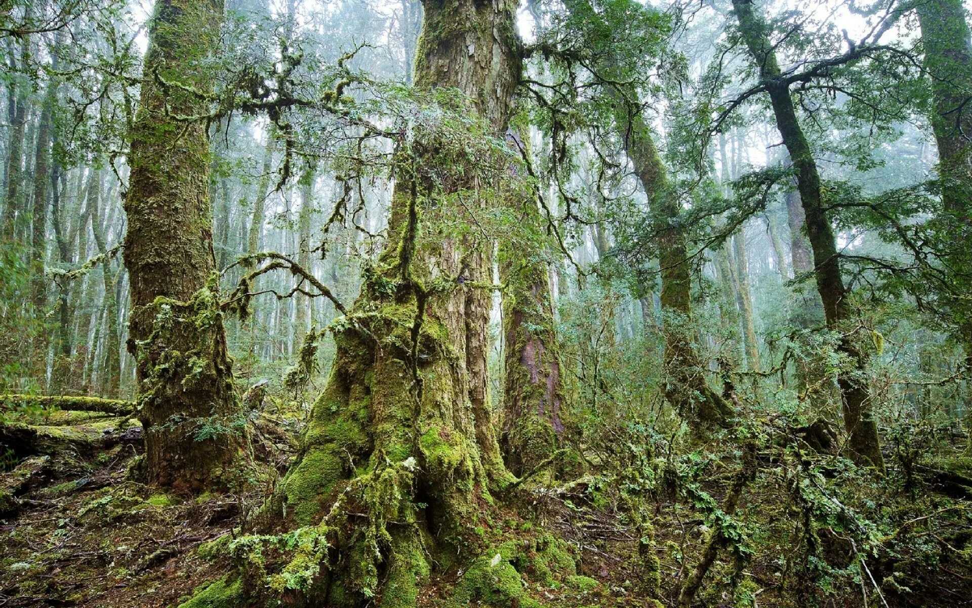 Тайга хмао бурелом. Беловежская пуща болота. Дремучий лес. Дремучий лес. Непроходимая тайга сибири.