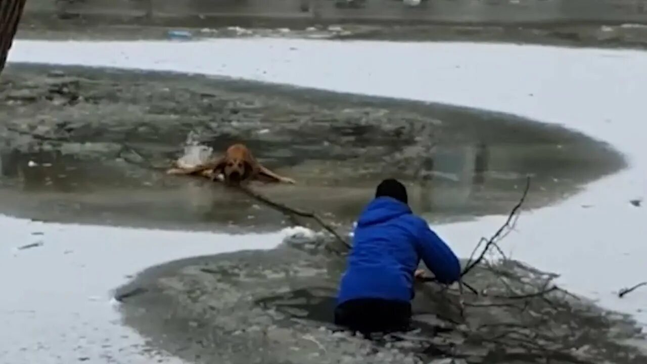 Мужчина спас собаку. Тонкий лед. Первый лед на водоеме.