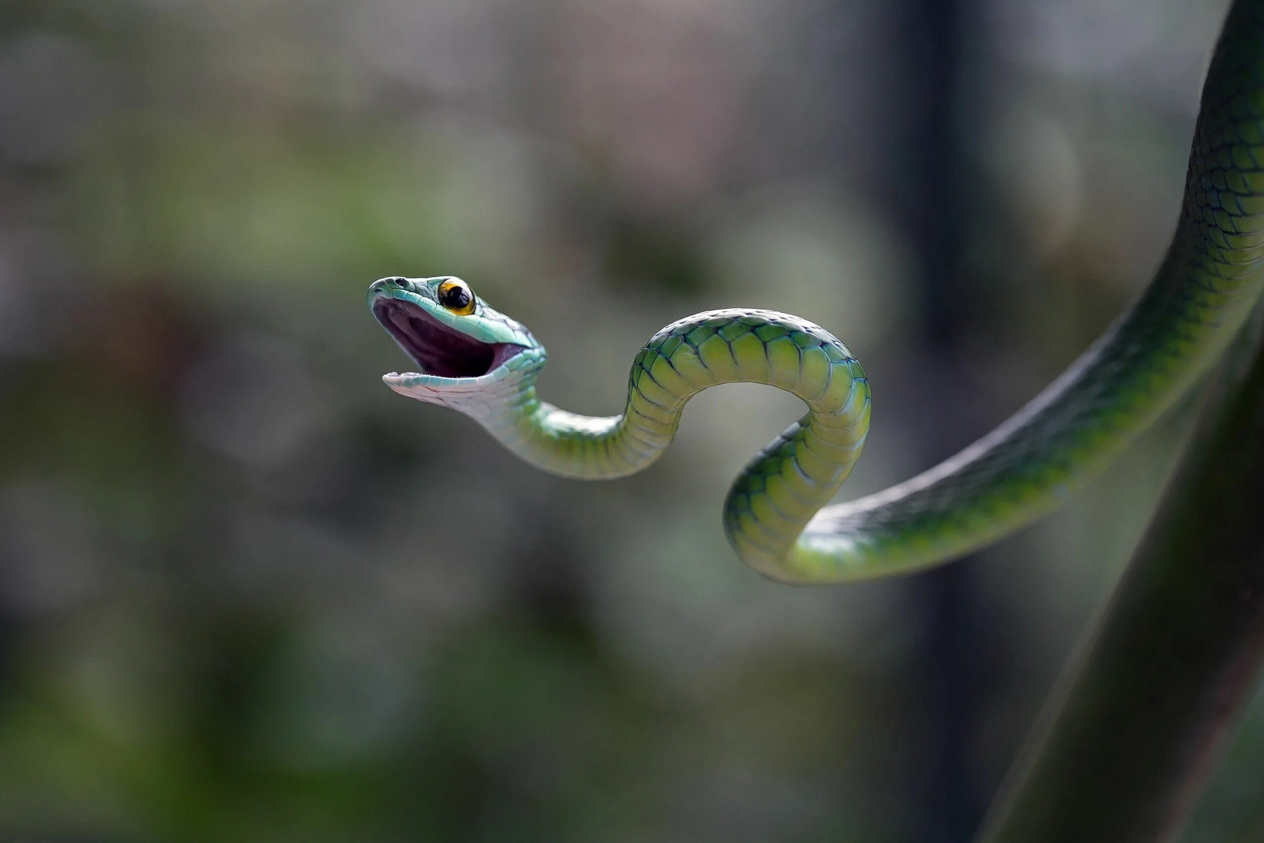 Snake