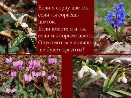 Первоцветы книги