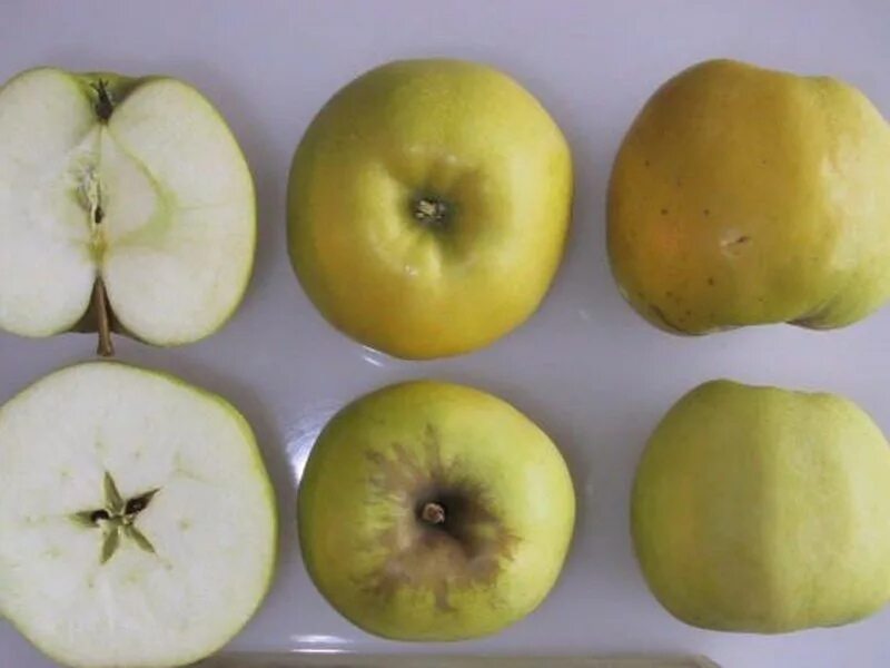 определитель сортов яблок. советские сорта яблок. яблоня сорт заветное. яблоня арканзас блэк. определить яблоко.