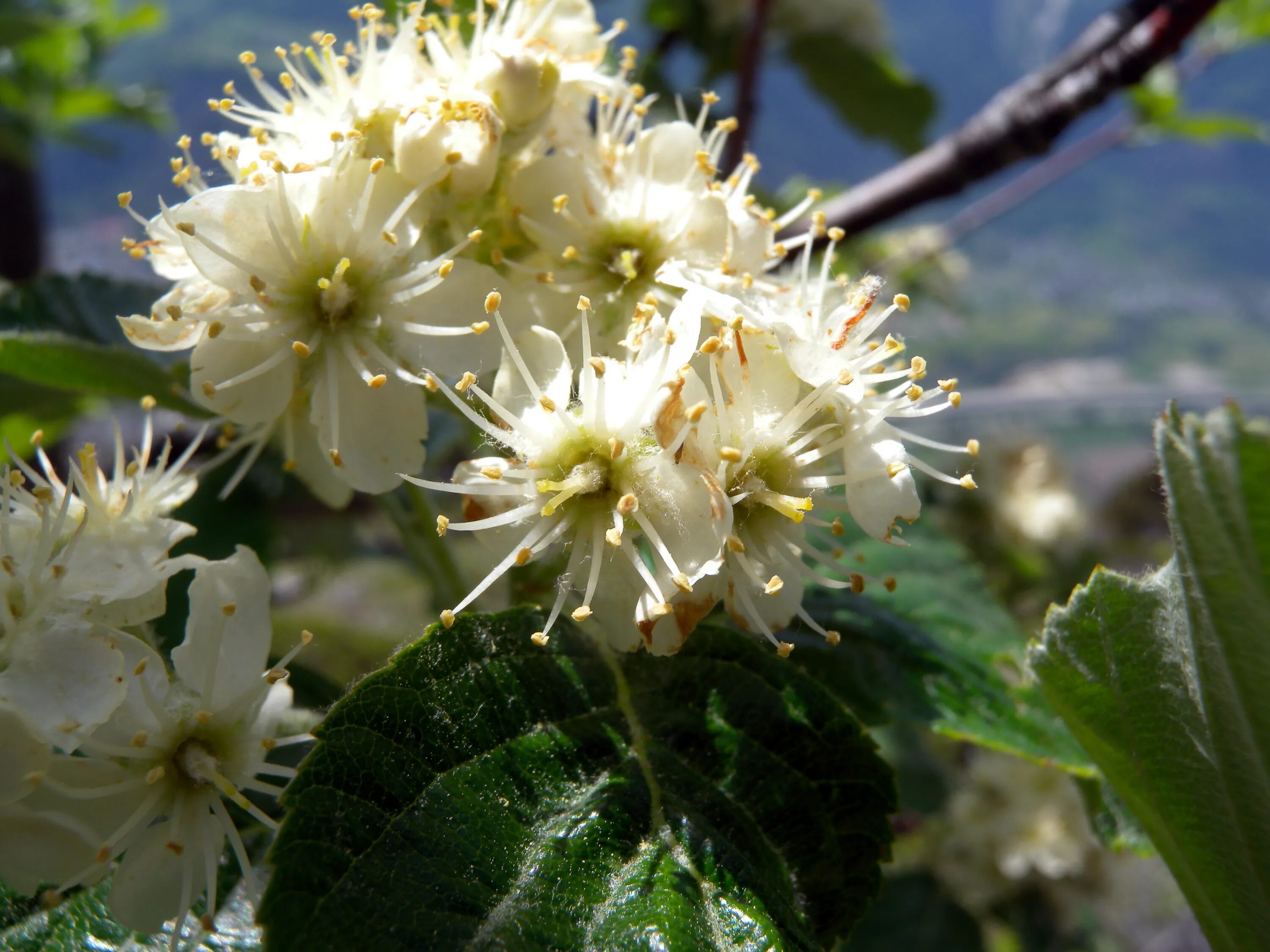 Ария цветов. Sorbus Aria. Рябина Ария (Sorbus Aria) magnifica. Ария цветок. Цветы Сорбус.