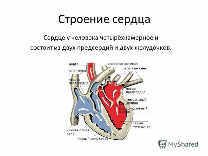 Камерное строение сердца. Строение сердца млекопитающих 7 класс. Четырехкамерное сердце схема. Строение сердца схема четырехкамерное. Сердце млекопитающих состоит из двух