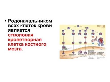 Кроветворную функцию выполняет красный костный