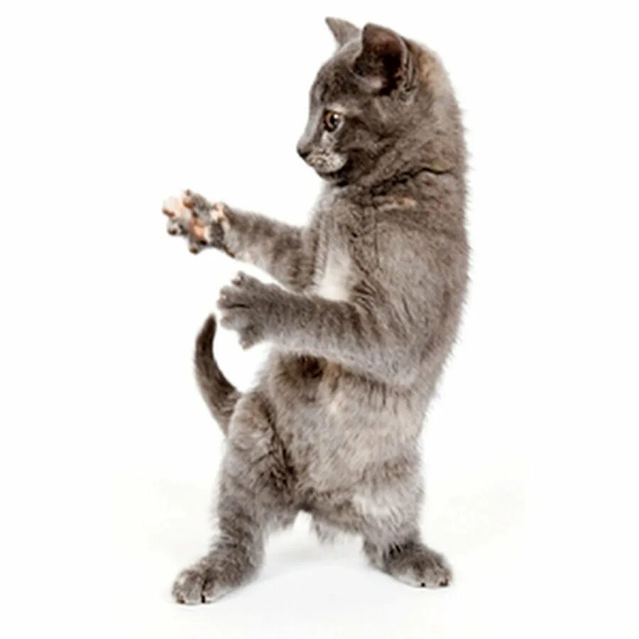 Где котики танцуют. Коты танцуют. Танцующий котик. Котенок танцует. Серый кот танцует.
