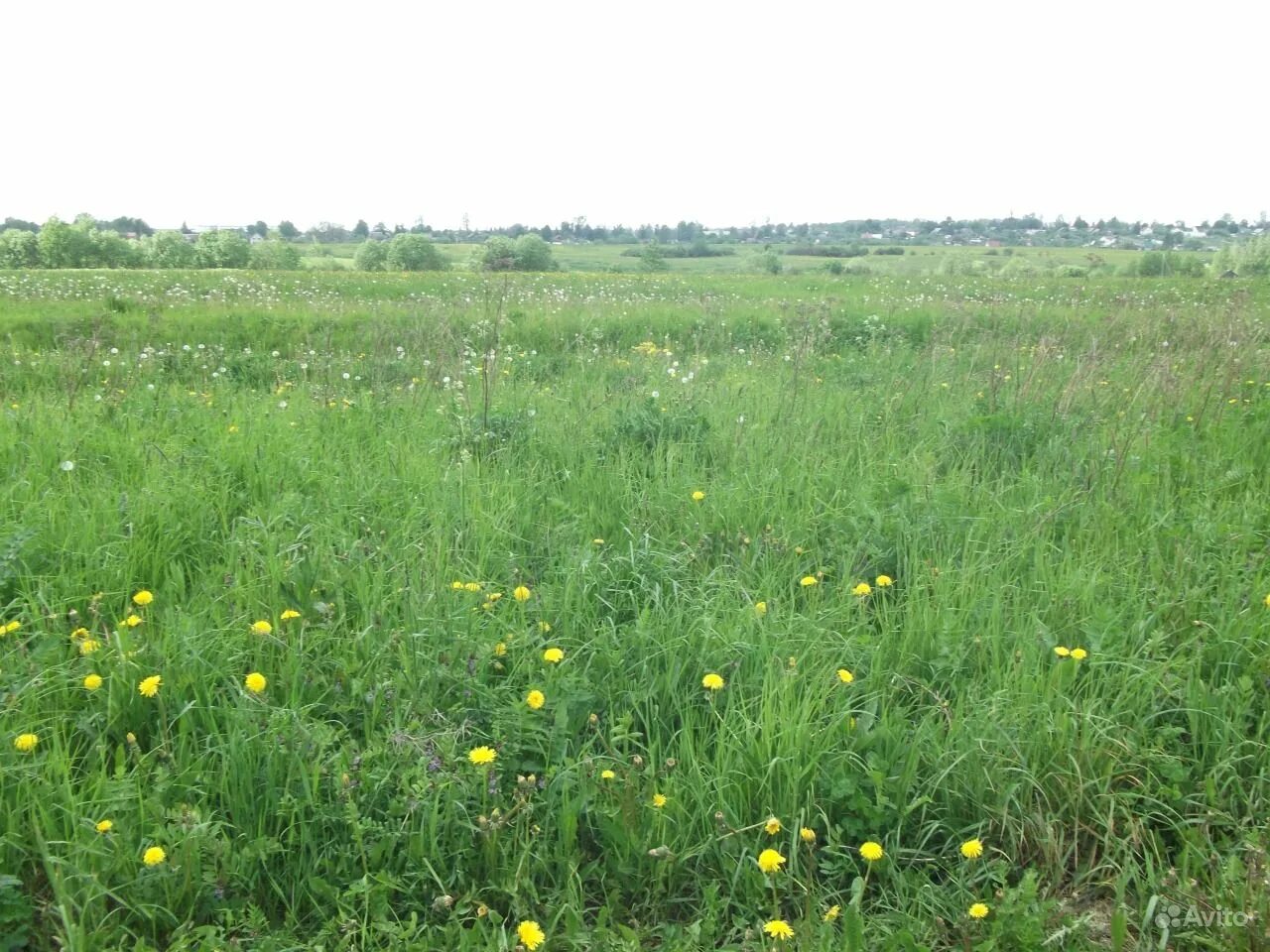 Лен масличный сорт исток. Луга и поля подмосковья. Земельный участок ло. Лён обыкновенный долгунец. Ленинградская обл.