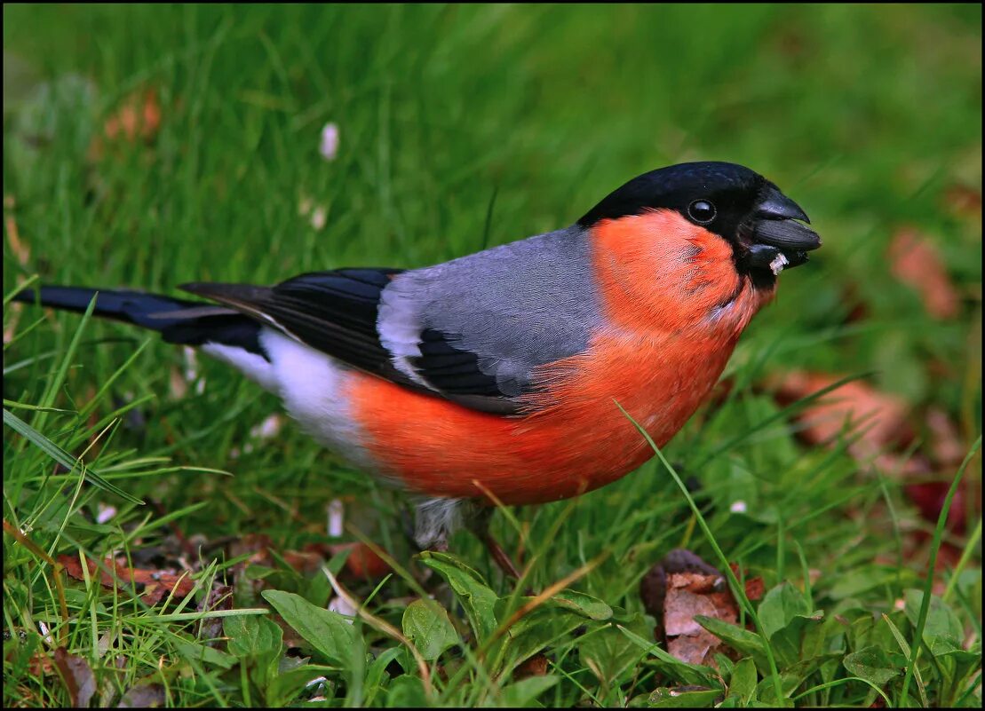 снегирь обитает. снегирь летом. снегирь фото птица самец. желтогрудый снегирь. снегирь вьюрковые.