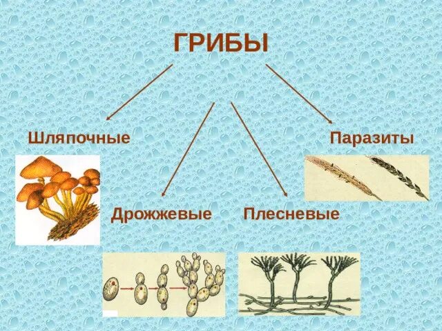 Гриб какой консумент. Шляпочные грибы паразиты. Плесневые и Шляпочные грибы. Шляпочные плесневые паразитические грибы. Грибы Шляпочные, плесневые, паразитические, дрожжи.