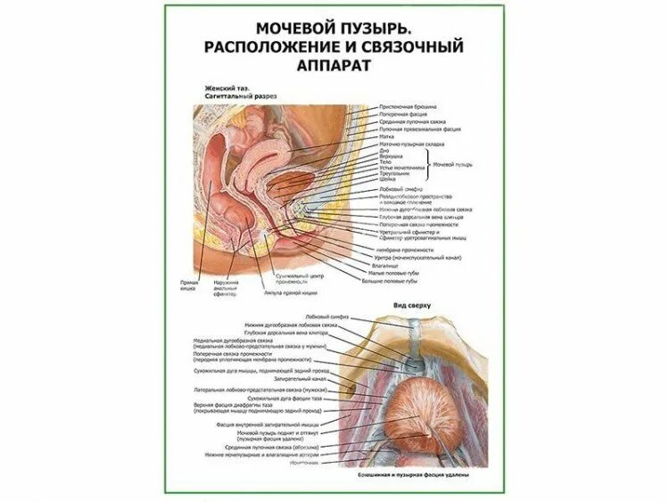 Расположение мочевого пузыря в брюшной полости Общий обзор выделительной системы презентация онлайн