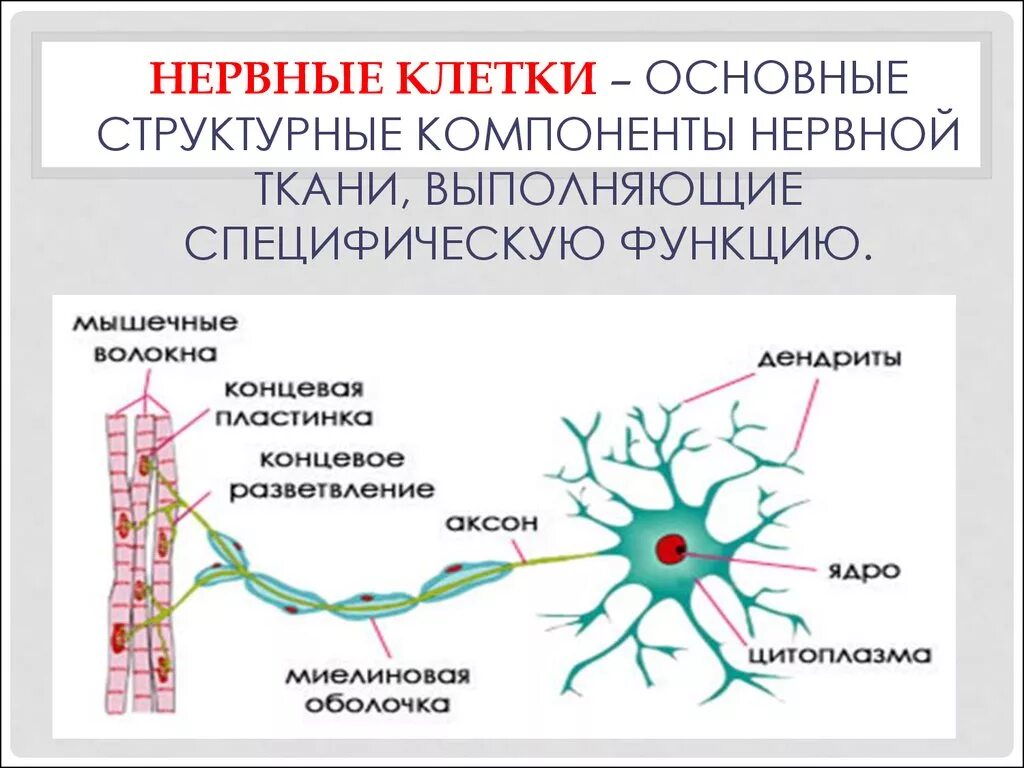 Вспомогательные нервные клетки. Клеточные элементы нервной ткани таблица. Основные клеточные элементы нервной ткани. Строение клетки нервной системы. Структурные компоненты нервной ткани.