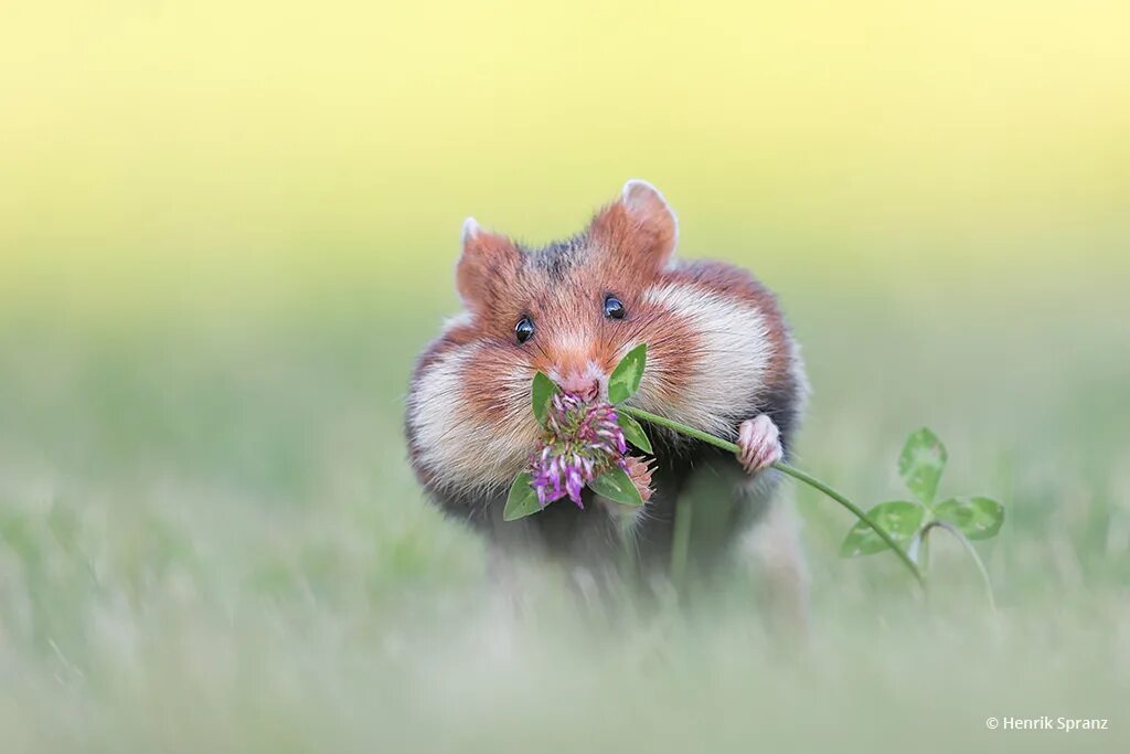 Violin hamster. Хомяк Степной обыкновенный. Хомяк полевой обыкновенный. Хомяк карбыш. Дикий Степной хомяк.