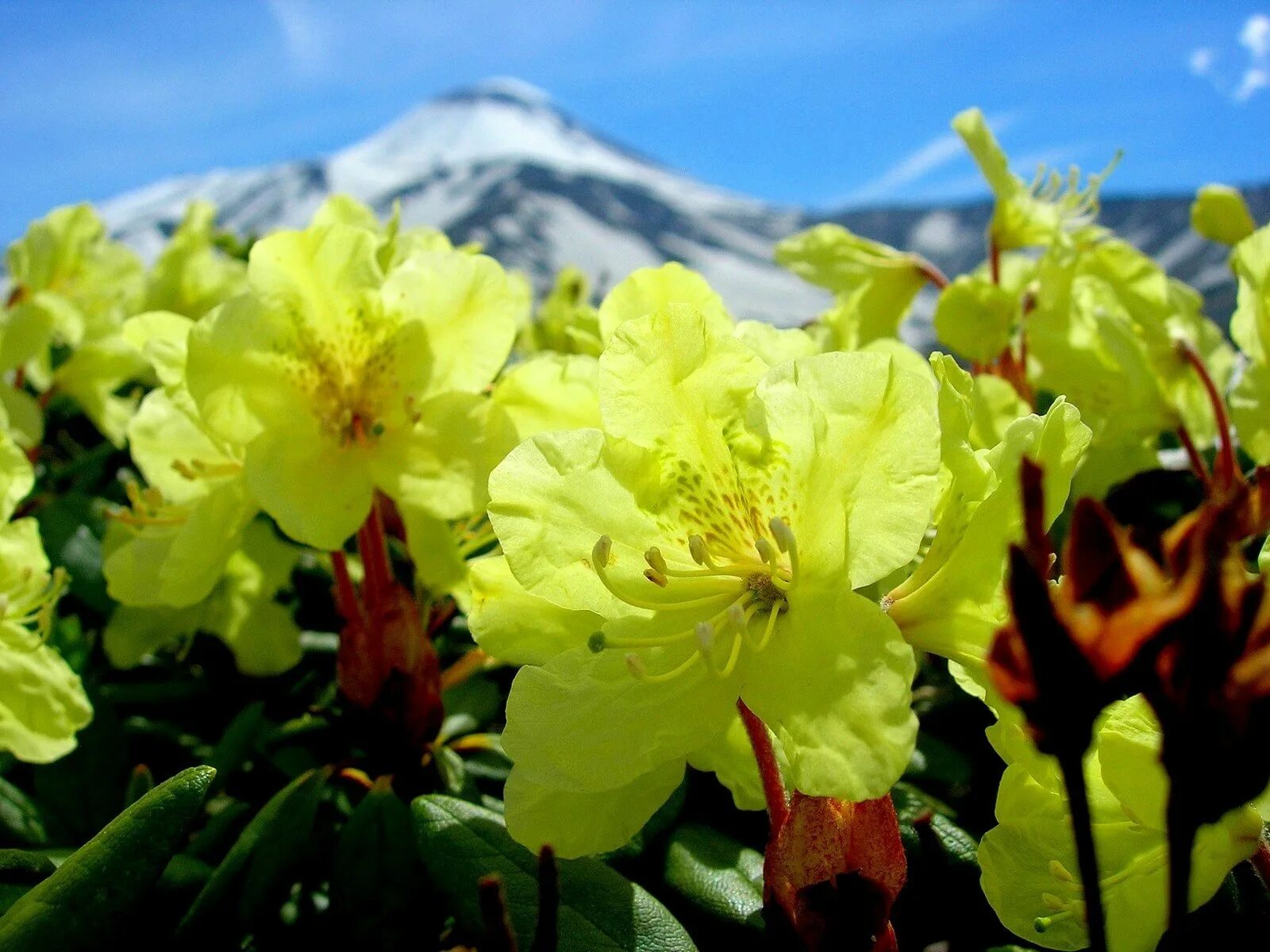 рододендрон и вулкан камчатка. рододендрон камчатский. вулканы камчатки флора. цветы камчатка. рододендрон на камчатке.