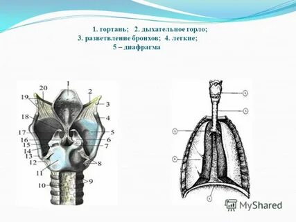 Дыхательная гортани