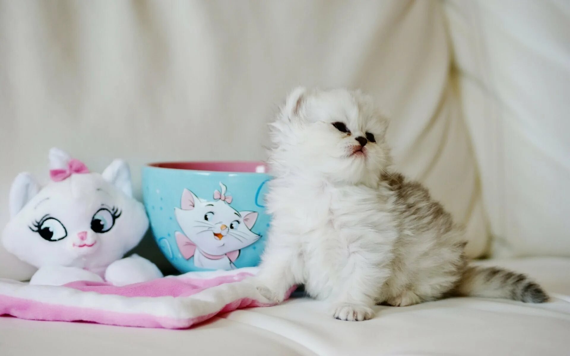 Мило. Котята милашки. Кошки милые красивые. Мимимишные котята. Кошки маленькие.