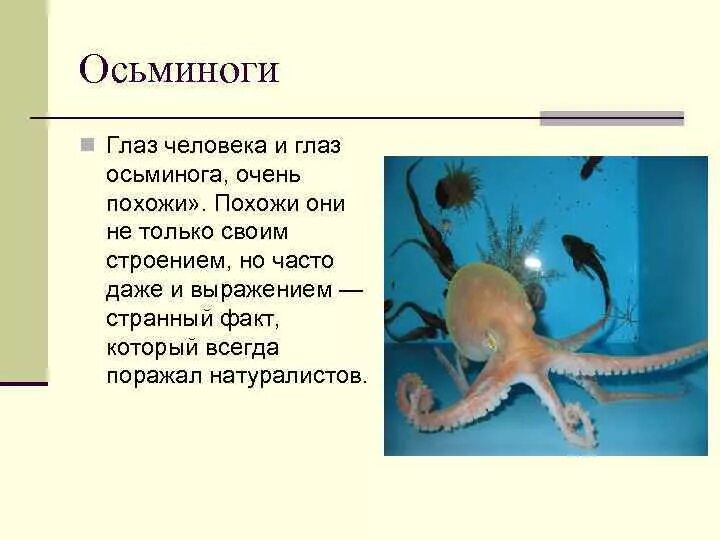 К какой группе животных относится осьминог. К какой группе животных относится осьминог