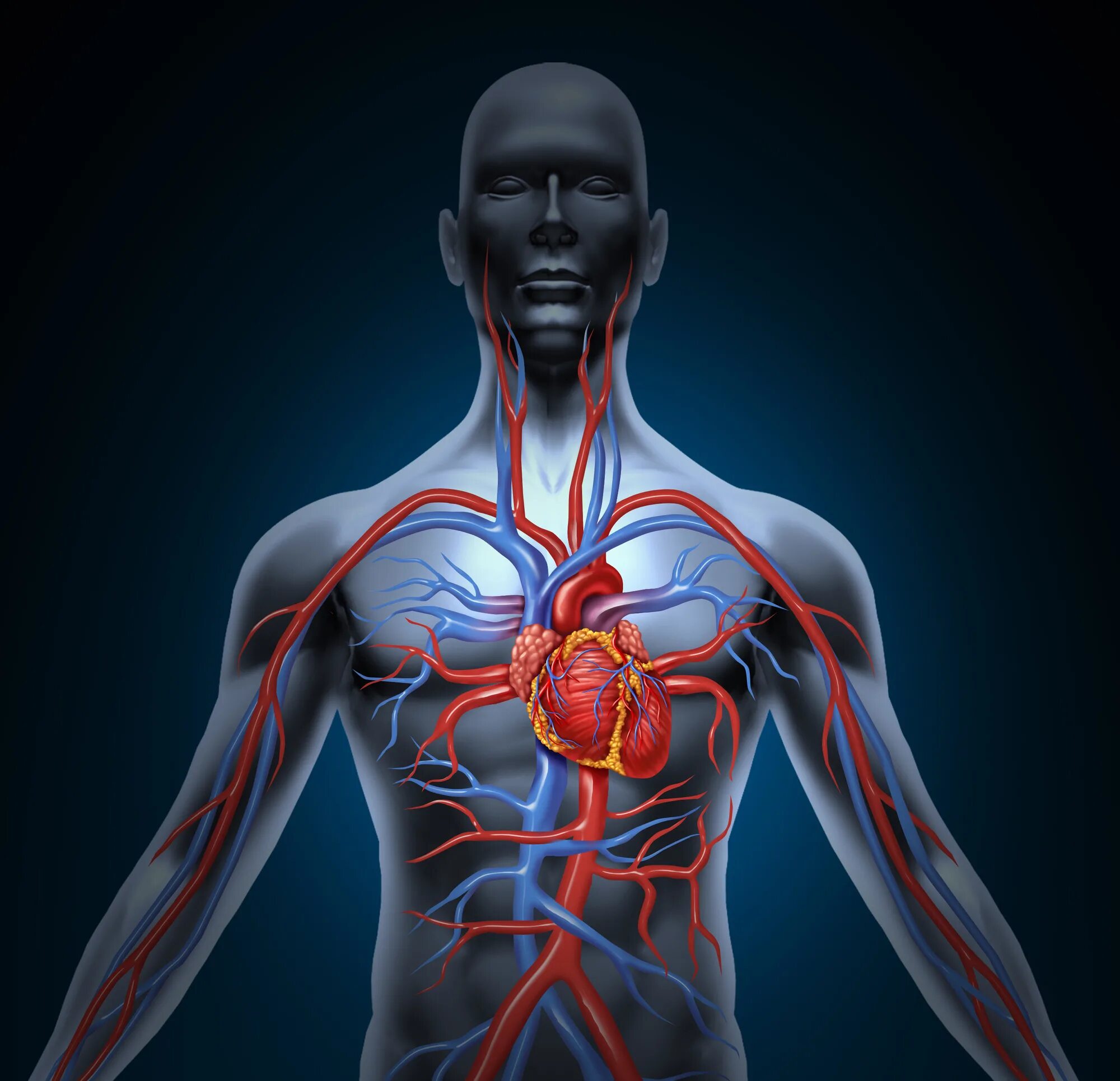 Сердечно-сосудистая система человека. Сердце в организме. Сердечно сосудистпчисистема. Тело человека сердце. Воздействие на кровообращение