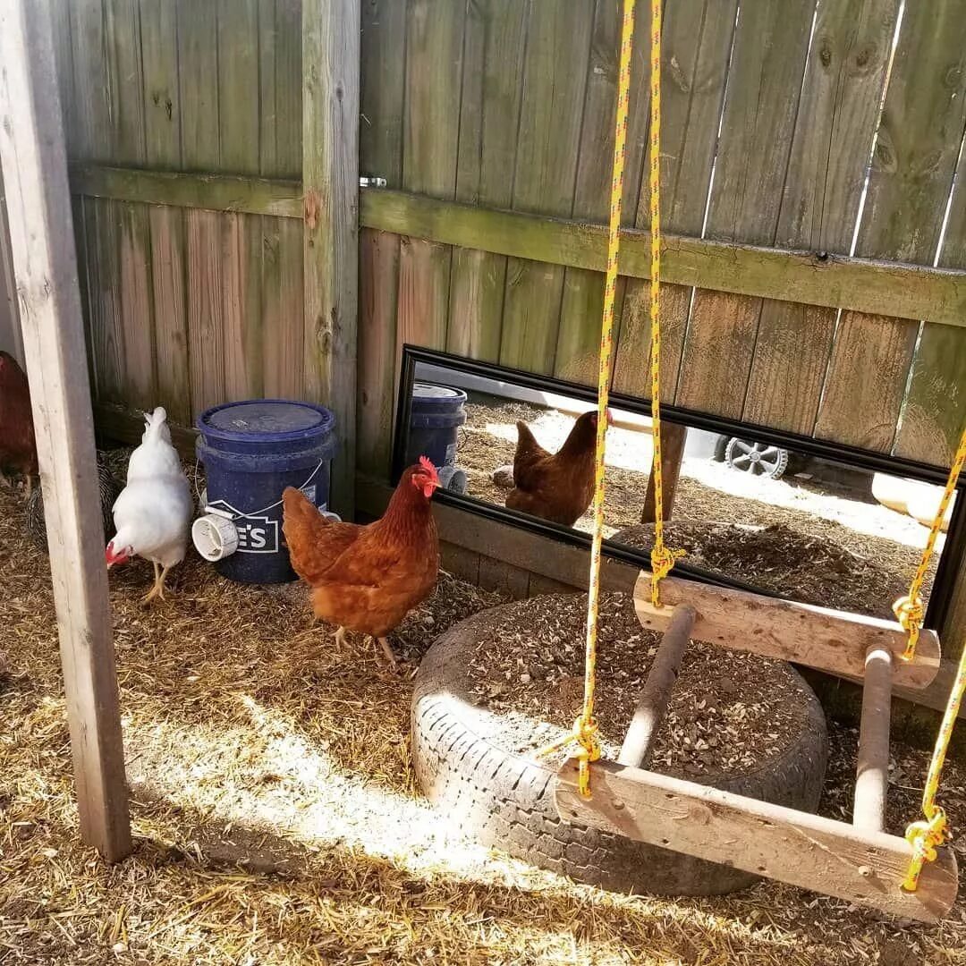 Насесты для кур оригинальные идеи. Кормушка для кур в курятнике. Насесты для кур оригинальные идеи. Насесты для кур оригинальные идеи. Насест для курей в курятнике.