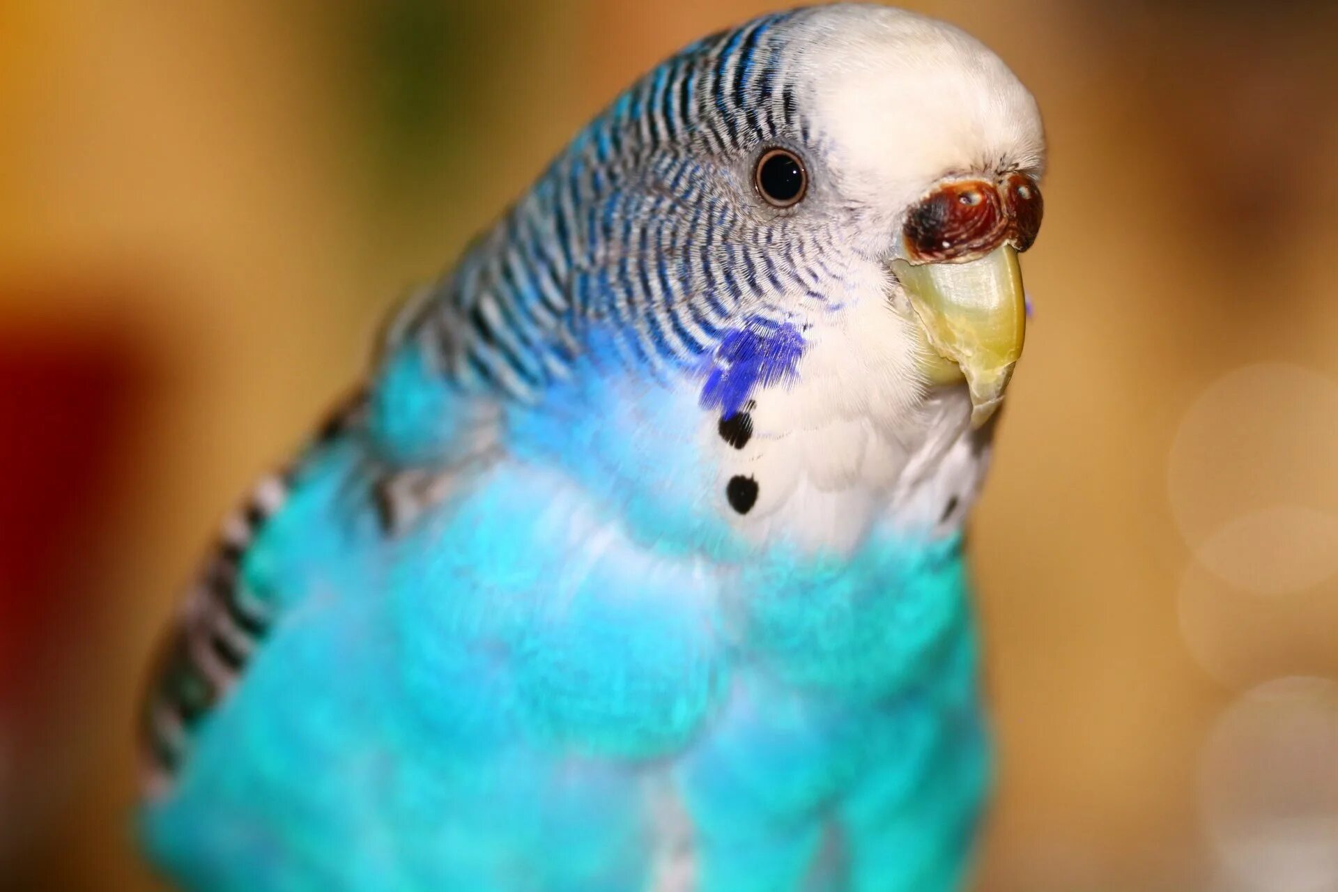 Волнистый попугай фото. Волнистый попугайчик голубой. Голубые попугайчики волнистики. Волнистый попугайчик окрасы. Крапчатые волнистые попугаи.