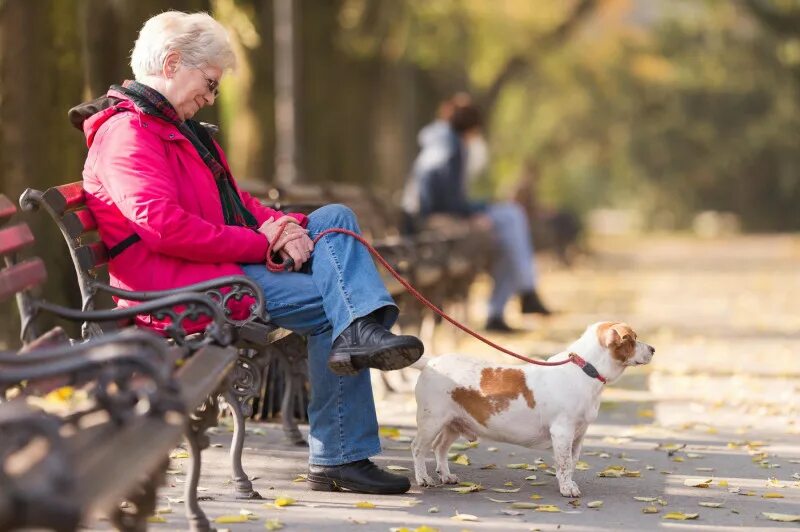 Пожилая женщина с собакой. Бабка с собакой. Старушка с собакой. Старушка за рулем и собака. Фото старушка с собакой за рулем.