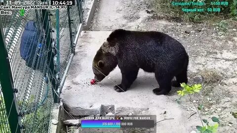 Медведи охраняли плантацию