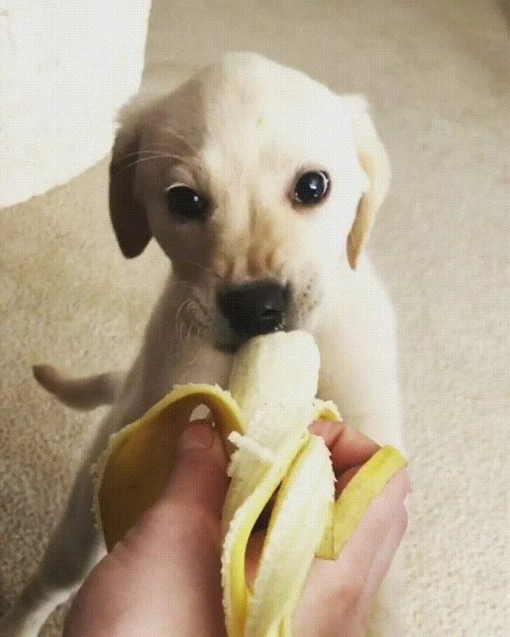 Можно собакам давать бананы. Собака кушает. Собака банан. Собачка ест банан. Кушает банан.