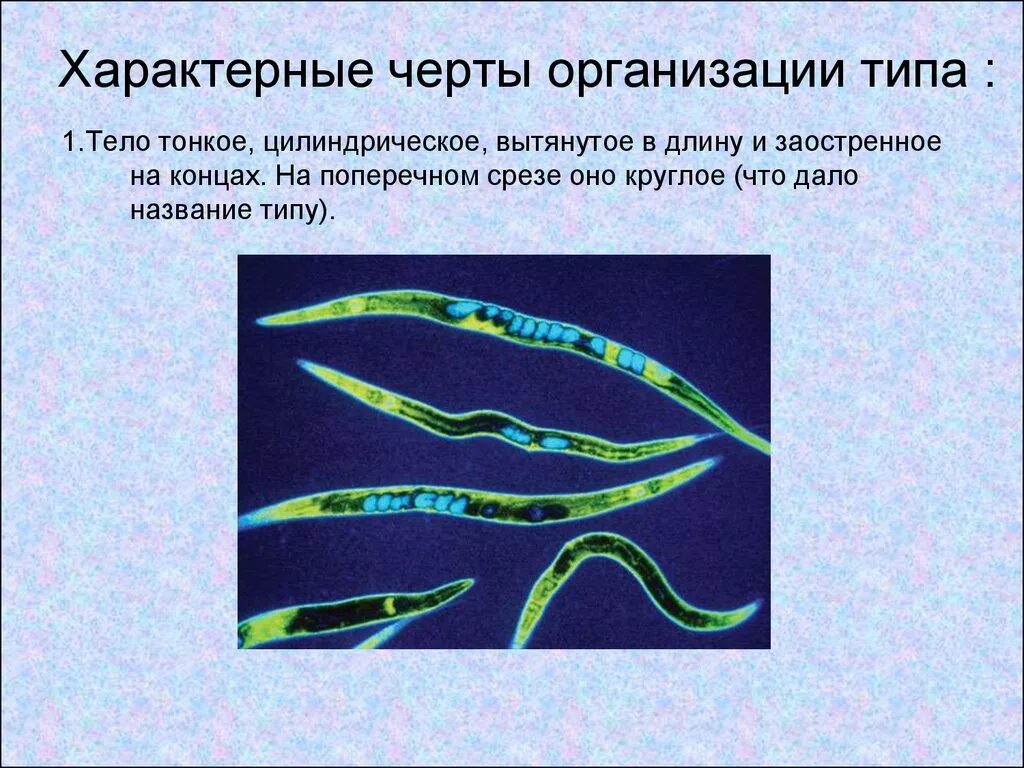 Особенности типа круглые черви. Характерные черты организации типа круглые черви. Круглые черви характерны. Характерные особенности круглых червей. Характерные черты типа круглые черви.