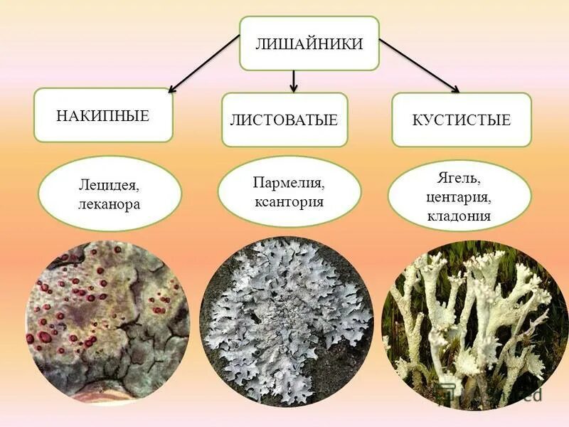 Общие признаки лишайников и растений