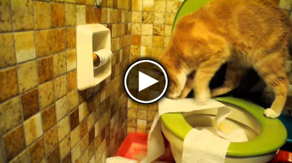 котенок испугался. как ходят кошки видео. кот какает в туалет. смешные котики в унитазе. как ходят кошки видео.
