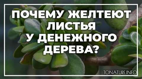 Почему желтеет акриловая