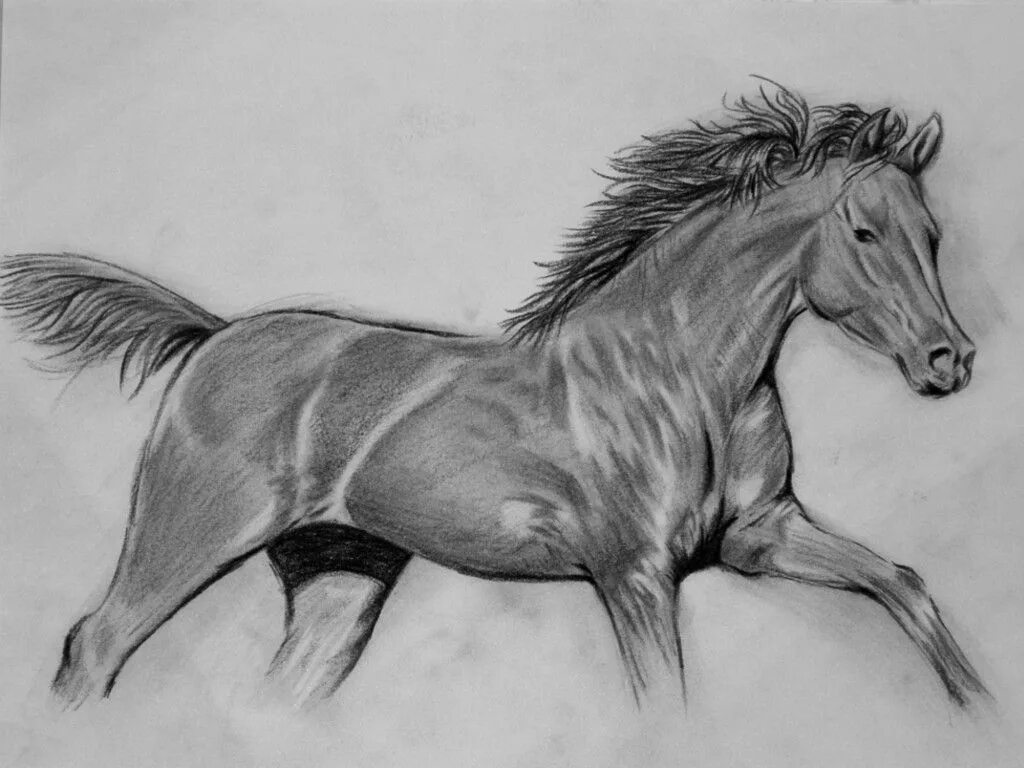 Постой рисунок. Рисунки карандашом животные. Лошадь рисунок. Живые рисунки карандашом. Лошадь рисунок карандашом.