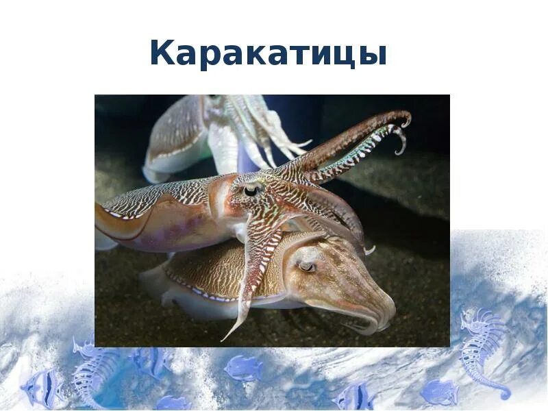 Морской монах каракатица. Морской монах каракатица. Кальмар и осьминог разница. Каракатицевидный кальмар. Головоногие моллюски кальмар.