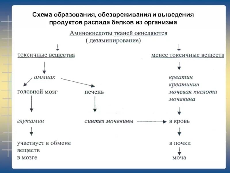 Через легкие удаляются продукты. Выведение конечных продуктов распада белков из организма. Схема вещества выводимые из организма. Пути их обезвреживания и выведения из организма углеводов. Выведение белков из организма схема.