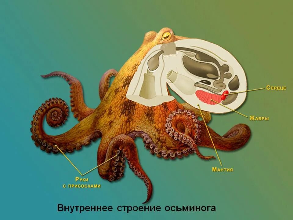 Отделы головоногих моллюсков. Пищеварительная система головоногые моллюсков. пищеварительная система головоногих моллюсков. класс головоногие пищеварительная система. пищеварительная система головоногих моллюсков 7 класс биология.