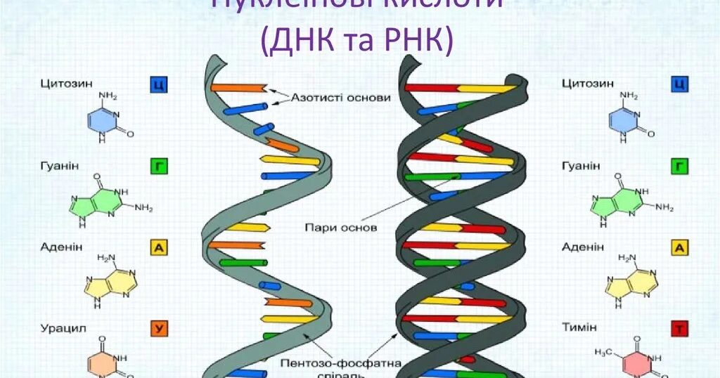 Молекула днк в отличие от рнк. Строение днк и рнк. структура днк и рнк. строение днк и рнк схема. цепочка днк и рнк.