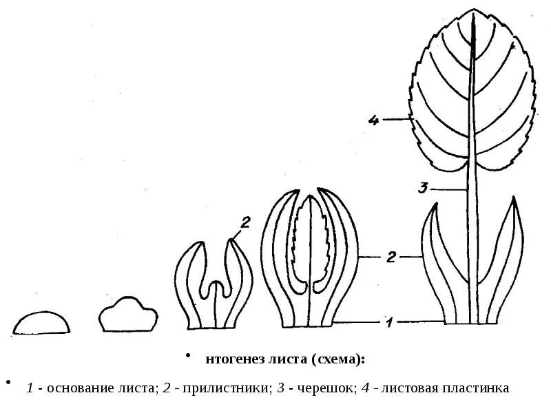 Схема лист 1 класс. Морфология листа прилистники растений. черешок прилистники листовая пластинка. листовая пластинка, черешок, прилистники, основание. морфология листа прилистники.