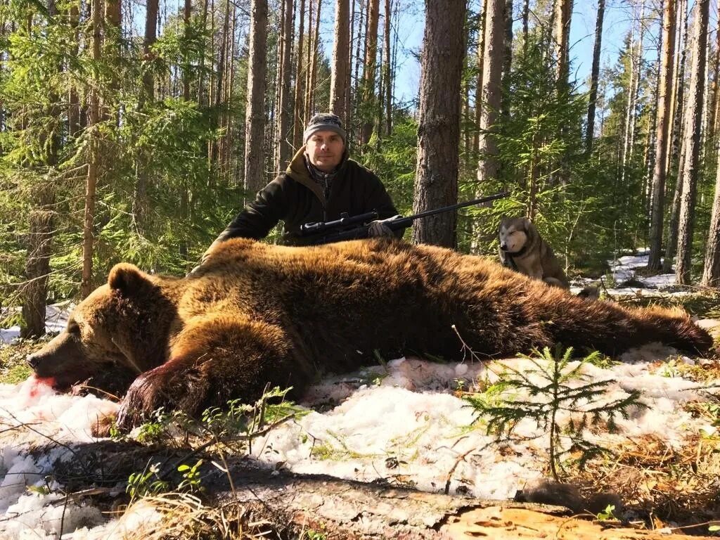 Костюм охотника на медведя. Привада на медведя осенью. Промысел медведя. Промысел медведя. Медведь охотится.