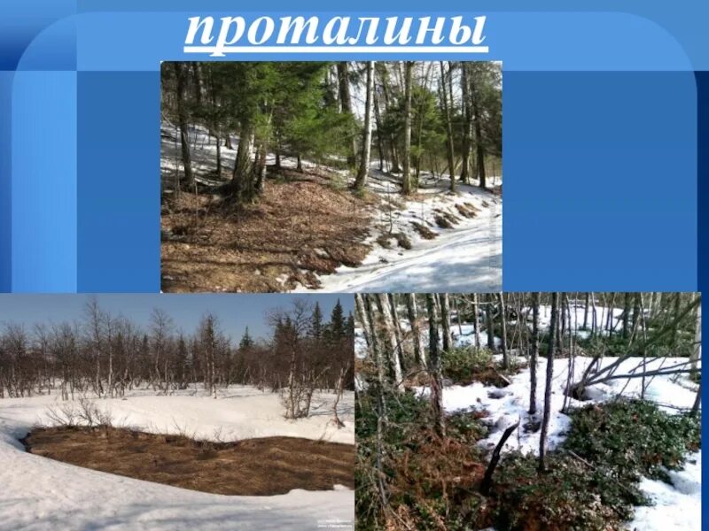 Проталина. Проталины фото. Первые проталины. Первые проталины в смоленске. Проталина род.