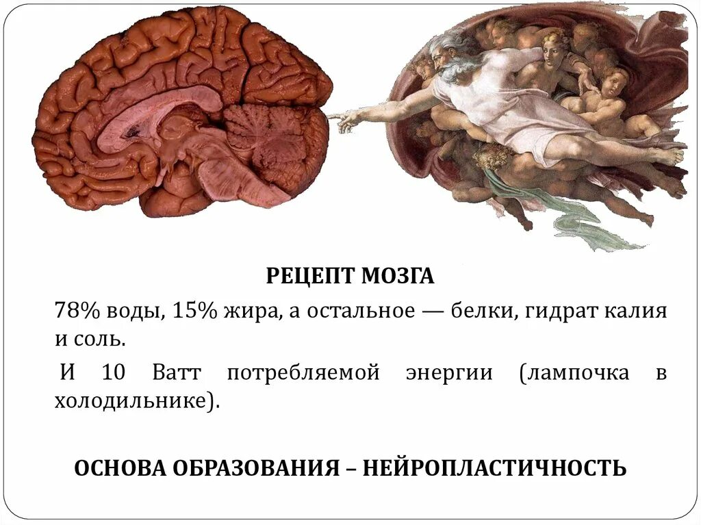 Из чего состоит мозг из жира. Из чего состоит мозг человека из жира. Из чего состоит мозг жир. Мозг на 60% состоит из жира. Изучают ли мозг